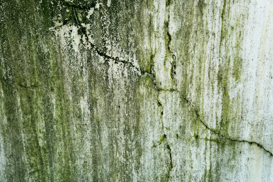 Our Story: Dedicated to a Mold-Free Eastern NC